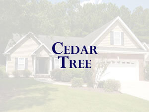 Cedar Tree